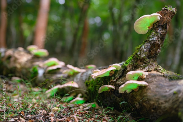 Obraz ツキヨタケ