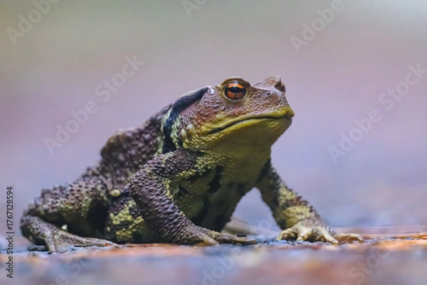 Obraz ヒキガエル