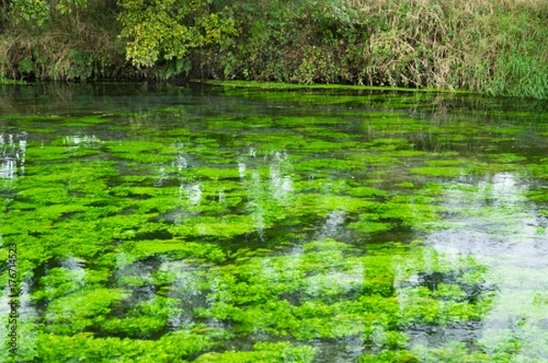 Fototapeta 清流と水草