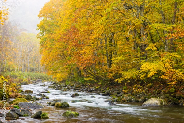 Obraz river in autumn forest