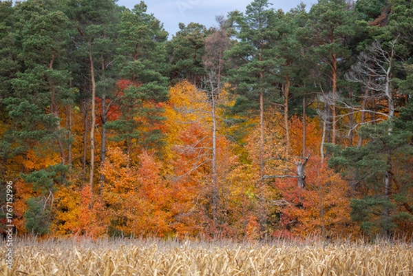 Obraz Orange trees immersed inside green evergreen trees.