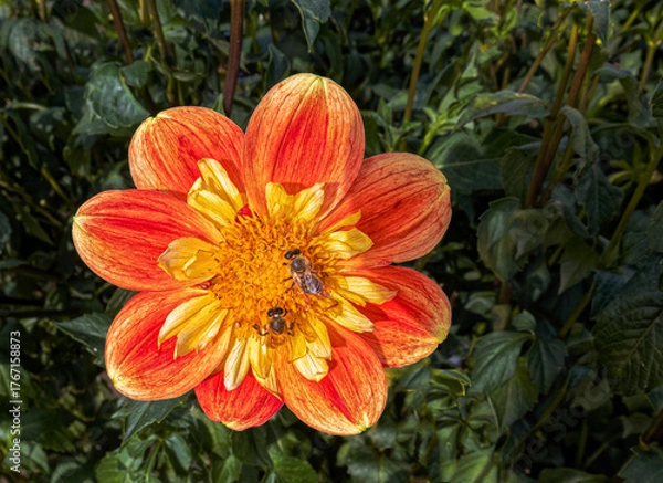 Obraz Two Bees Gathering Pollen