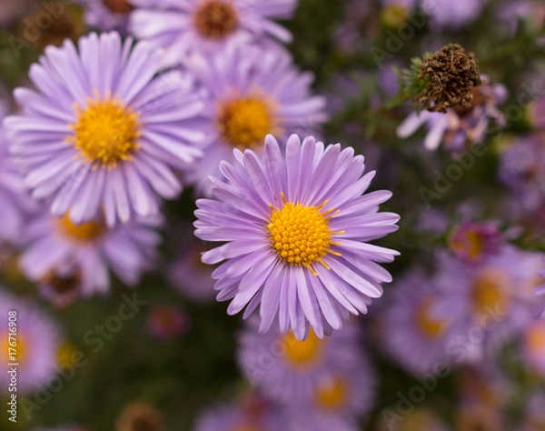 Fototapeta small chrysanthemums