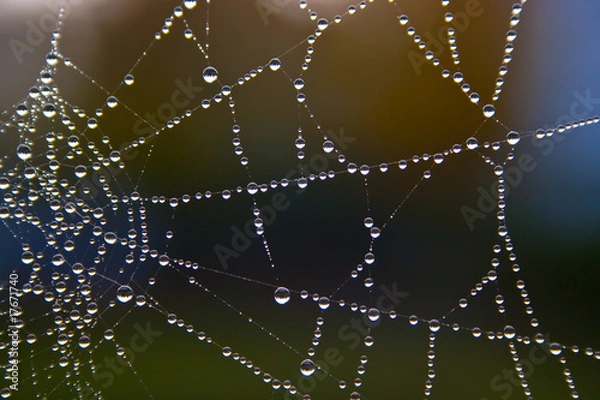 Obraz Spinnennetz