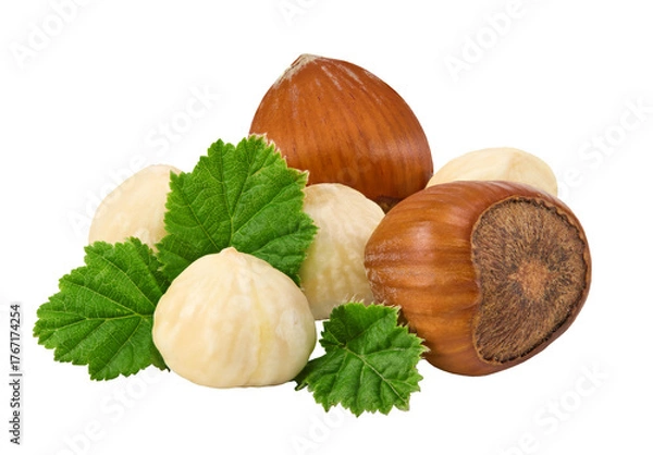 Fototapeta fresh hazelnuts, whole, shelled, and peeled kernels with vibrant green leaves, captured close-up, isolated on a clean transparent background.