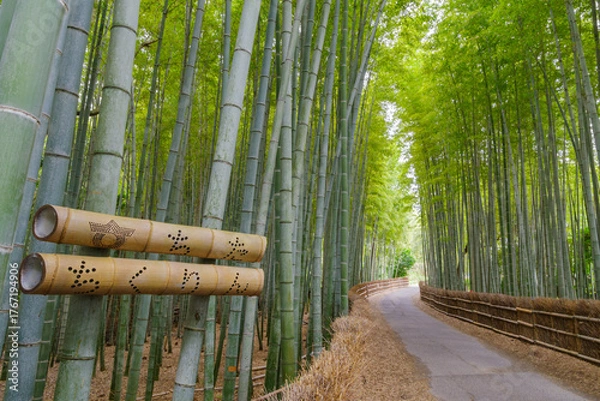 Fototapeta ちたの竹林（愛知県知多市）