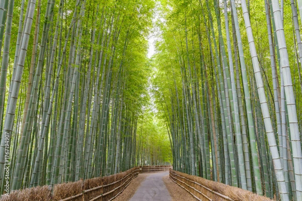 Fototapeta ちたの竹林（愛知県知多市）