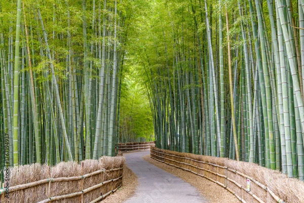 Obraz ちたの竹林（愛知県知多市）