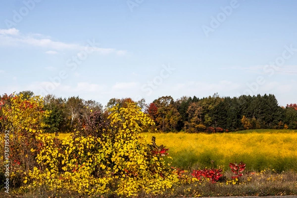 Obraz asparagus field in fall