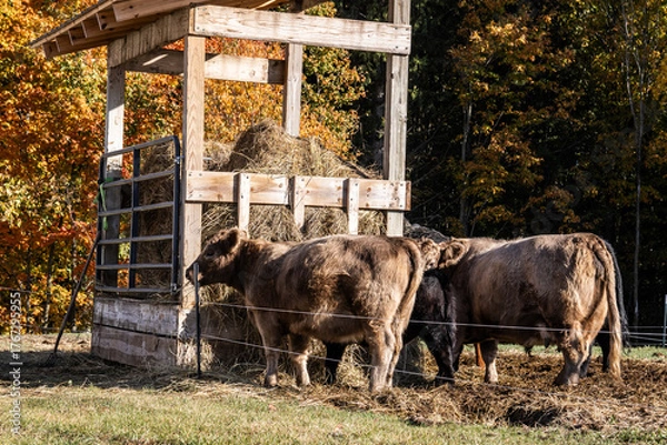 Obraz cows in a farm