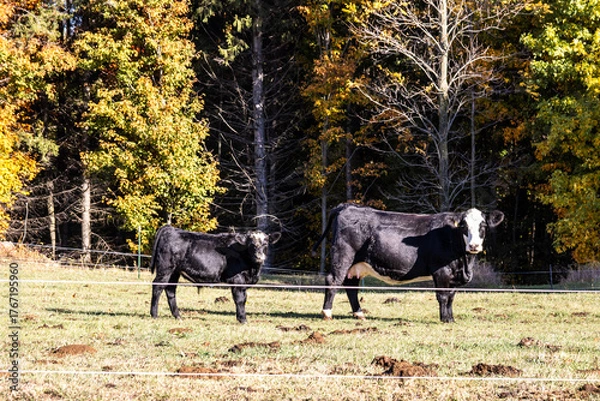 Obraz cows in a field