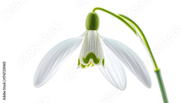 Fototapeta Close-up of a single snowdrop flower with white petals and green accents against a black background