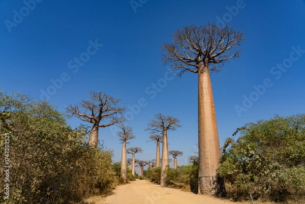 Fototapeta Alley of the Baobabs in the daytime