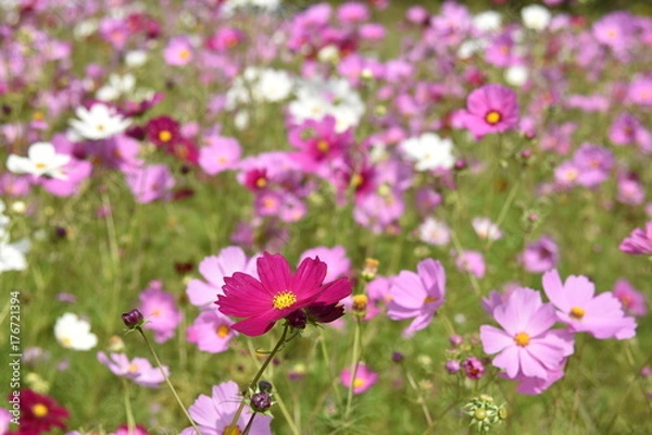 Fototapeta コスモス