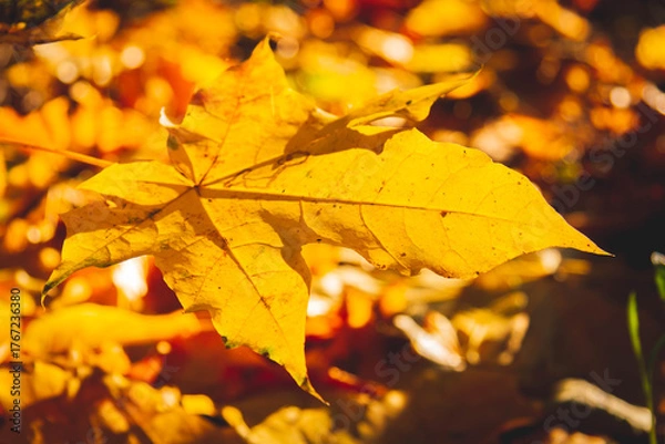 Fototapeta Yellow autumn leaves on tree glow brightly in sun's rays..