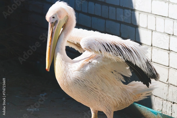 Fototapeta Large white pelican with pink plumage. Close-up portrait of a pink pelican.Bird in captivity. Zoo and animals.