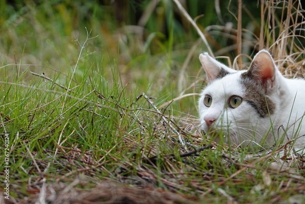 Obraz 草むらから顔を出す白キジ猫