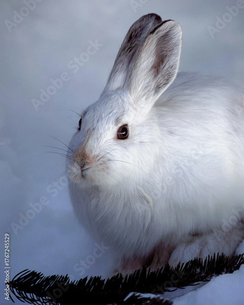 Fototapeta Snowshoe Hare