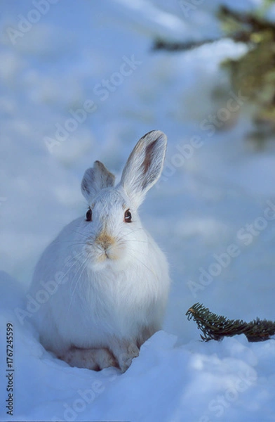 Fototapeta Snowshoe Hare