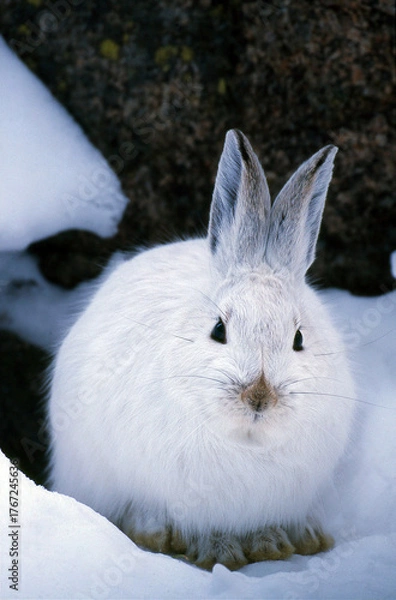 Fototapeta Snowshoe Hare