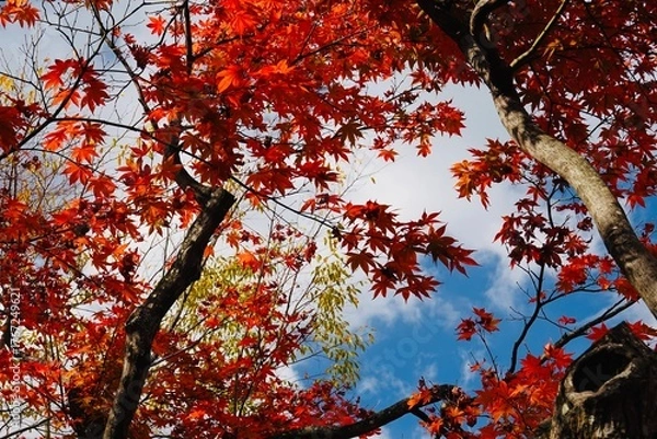 Obraz 青空と色づいた紅葉