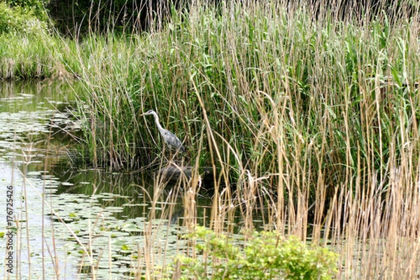Obraz 水辺の風景