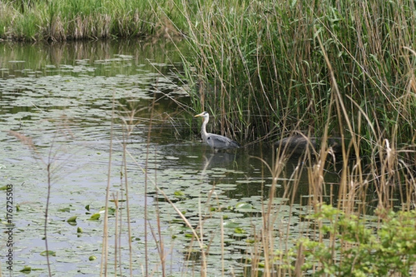 Obraz 水辺の風景