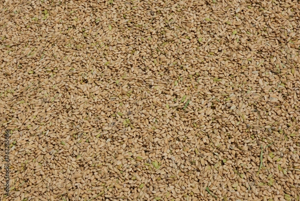 Obraz 刈取したばかりの籾