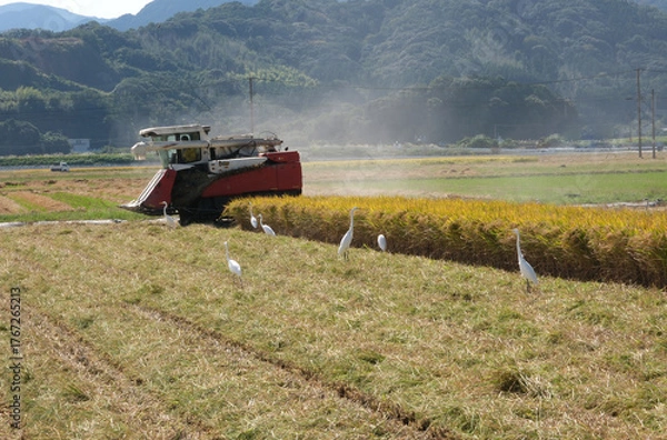 Obraz 米の収穫風景