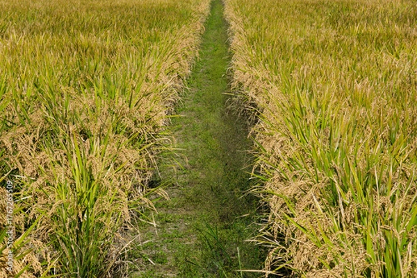Obraz 刈取前の稲作風景
