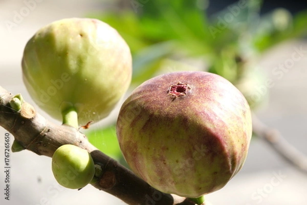 Obraz イチジクの実