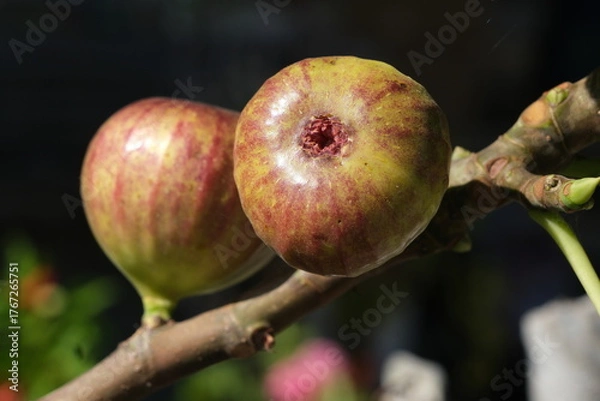 Obraz イチジクの実