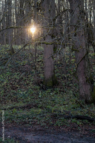 Obraz Moss- and lichen-covered trees on green slope with muddy trail and sunset in Dubrovitsky forest, Moscow region