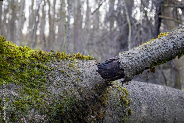 Obraz Fallen tree branch with peeling bark in Dubrovitsky forest, Moscow region, November