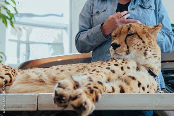 Obraz Cheetah at veterinarians