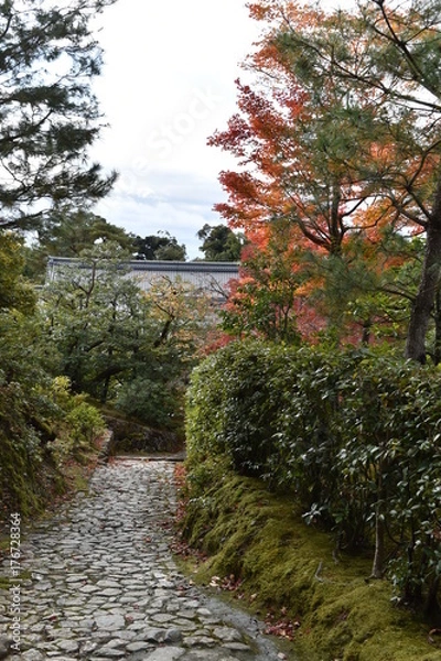 Fototapeta 紅葉の京都