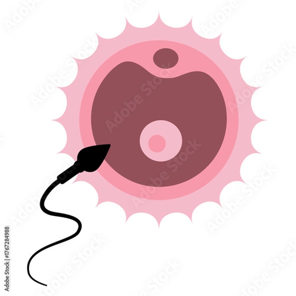 Fototapeta Fertilization Process Human Egg and Sperm Cell Interaction