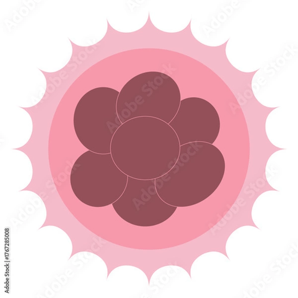 Obraz 8 Cell Stage Early Embryonic Development
