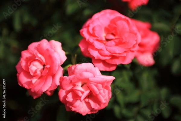 Obraz ピンクの薔薇