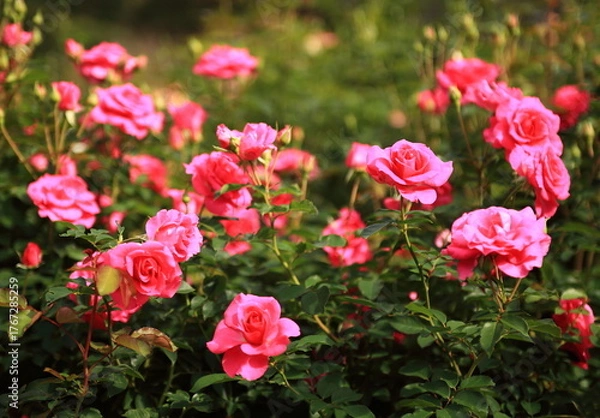 Obraz 満開の薔薇