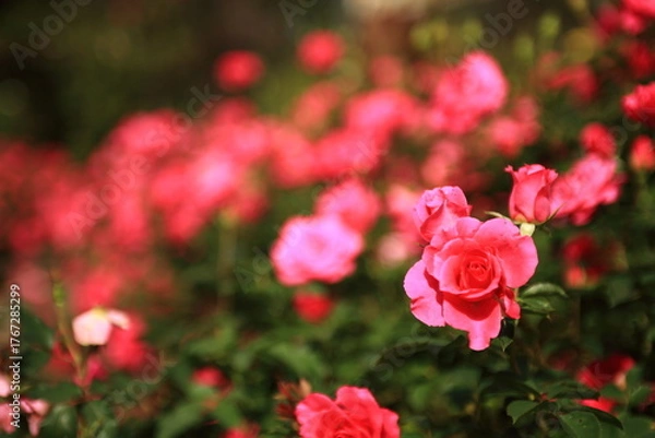 Obraz 薔薇の群集