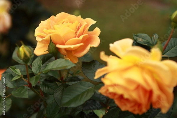 Obraz 黄色い薔薇