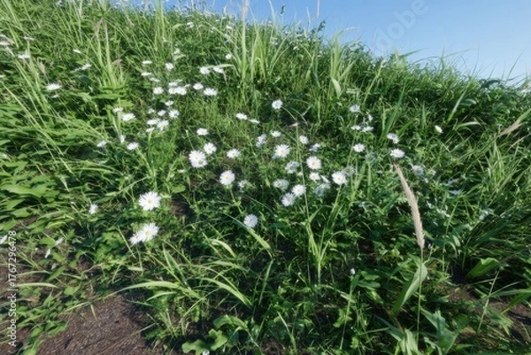 Obraz Lush green grass field with scattered white flowers