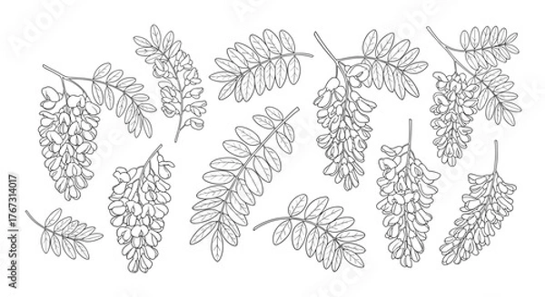 Fototapeta Hand-drawn illustration of black locust flowers and leaves, perfect for botanical or nature-themed designs, isolated on white background.