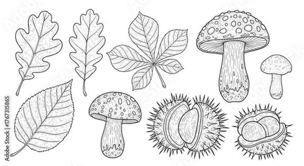 Fototapeta Hand-drawn black and white outline collection of autumn elements featuring diverse tree leaves, wild mushrooms, and spiky horse chestnut casings.