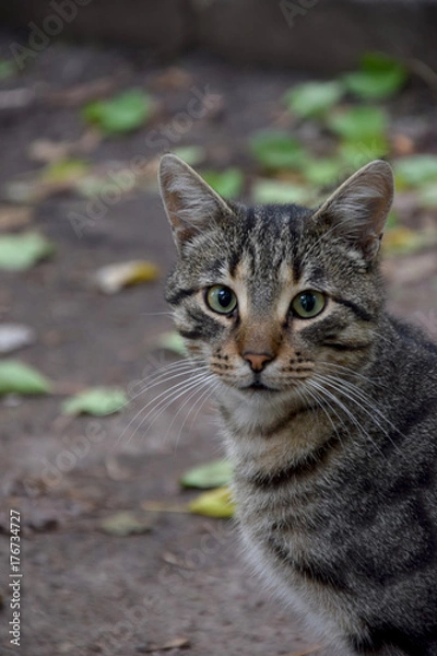 Obraz Домашние животные (Кошки)