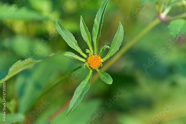 Fototapeta アメリカセンダングサ