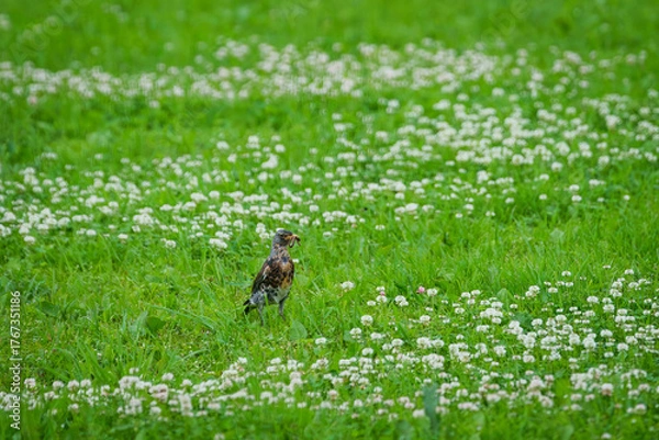 Fototapeta Selective focus photo. Fieldfare bird, Turdus pillars.