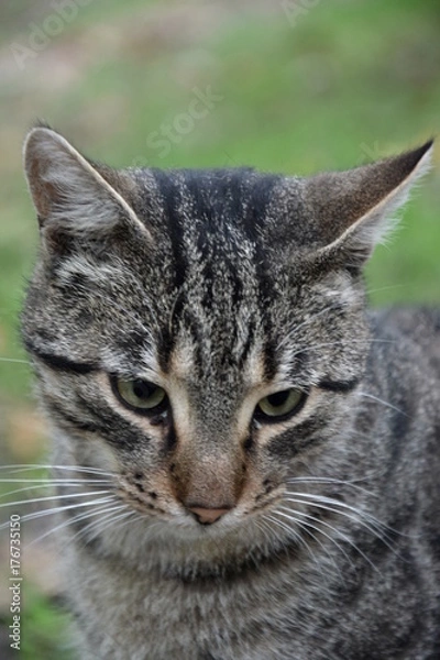 Fototapeta Домашние животные (Кошки)