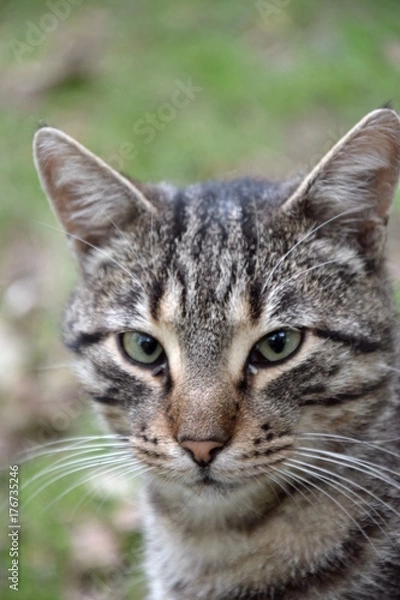 Fototapeta Домашние животные (Кошки)